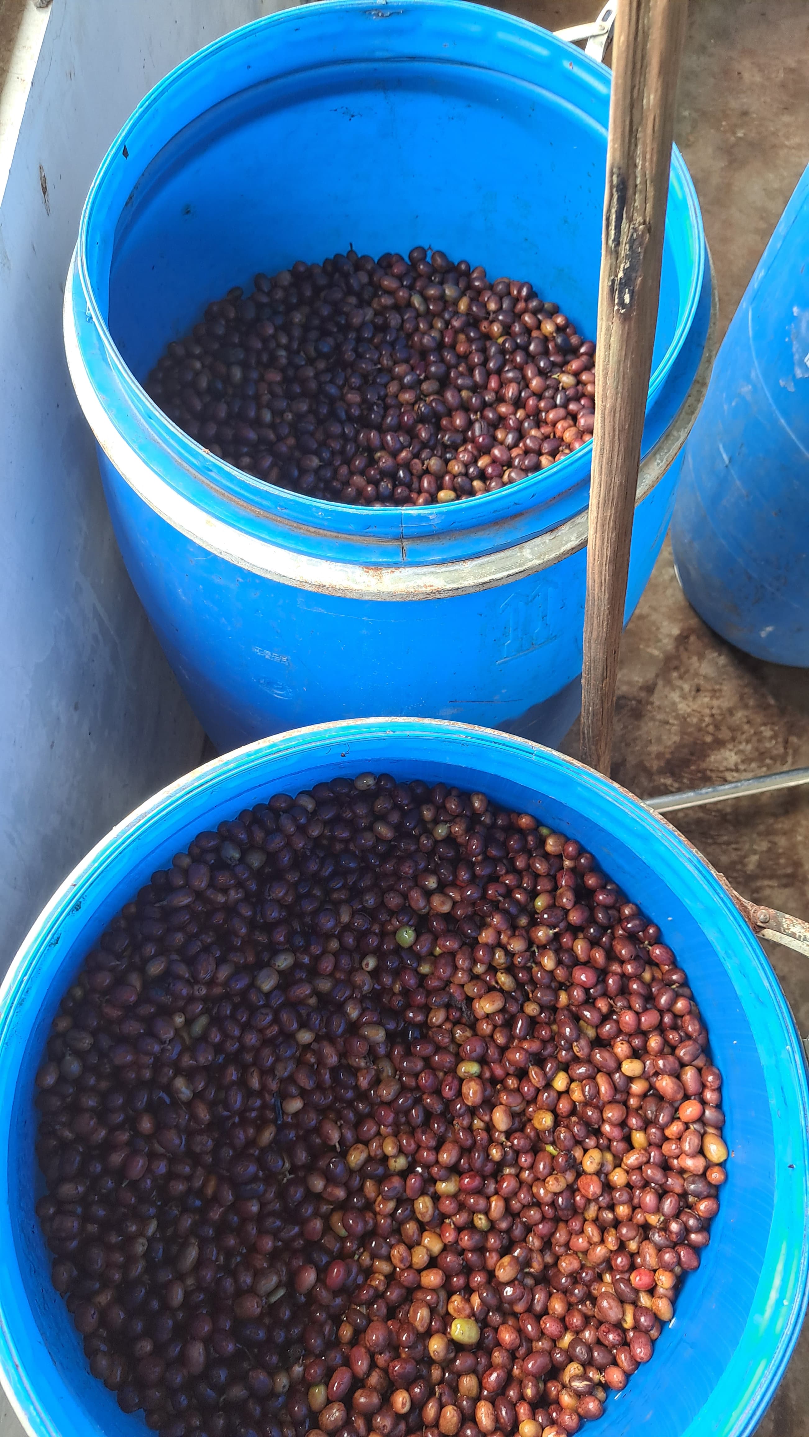 Carbonic Maceration